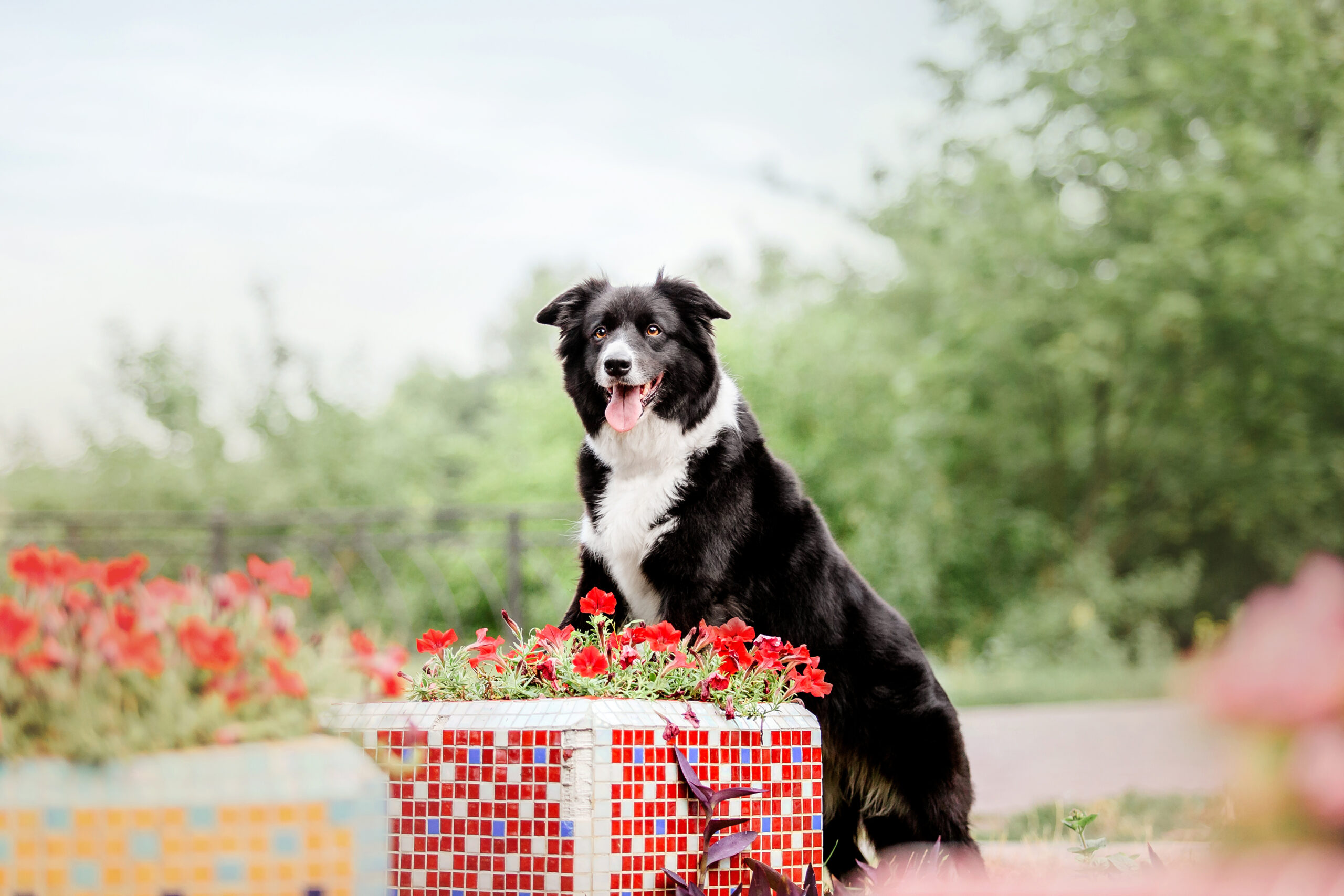 esemplare di Border Collie